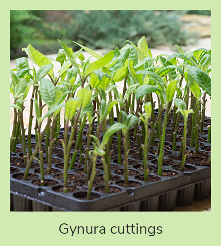 Cuttings.jpg